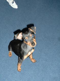 Zwergpinscher