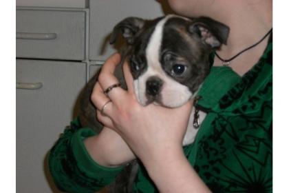 Süße Boston Terrier Welpen