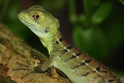 Basiliscus Plumifront Strinlappenbasilisk DNZ10