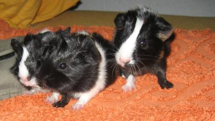 Meerschweinbabys abzugeben 