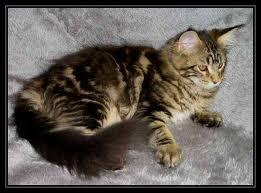 Maine Coon