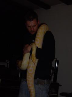 Albino Tigerpython weibchen 3,30m / NZ 04/2008