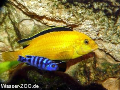 Labidochromis Caeruleus Yellow  lions-cove  (Malawi Barsch)