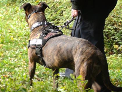 Tierparkwanderung mit Hund im Berliner Tierpark