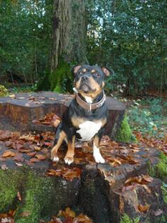 Stafford Bullterrier Hündin sucht Wurfgeschwister!