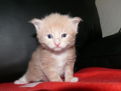 Maine Coon Babys bald abzugeben