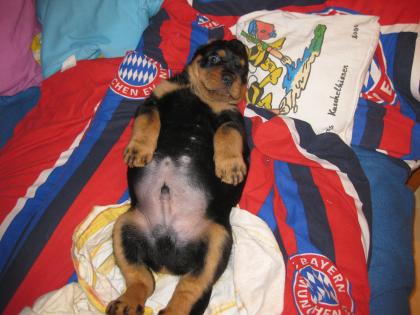 Rottweilerwelpen