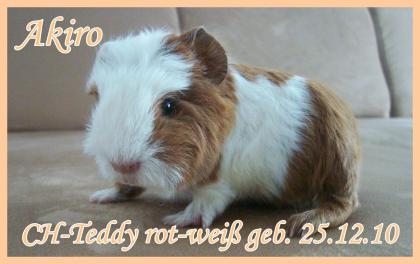 Teddys und Cresteds zu vermitteln  