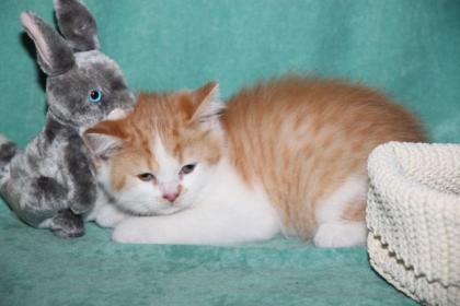 Hasenfüße sind wir nicht, aber Britisch Kurzhaar Kitten