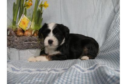 3 Tibet Terrier Welpen Tibetterrier tricolor&gold