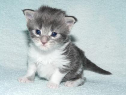 Maine Coon Babys