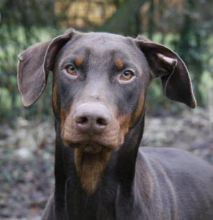 Brauner Dobermannrüde sucht neues Zuhause