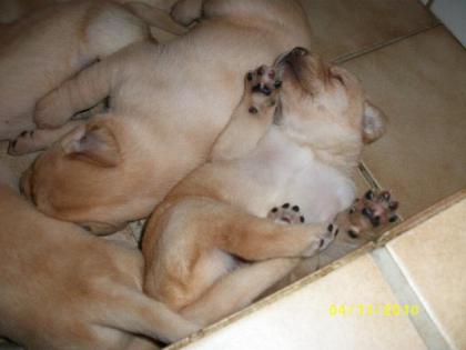 Blonde Labrador Welpen