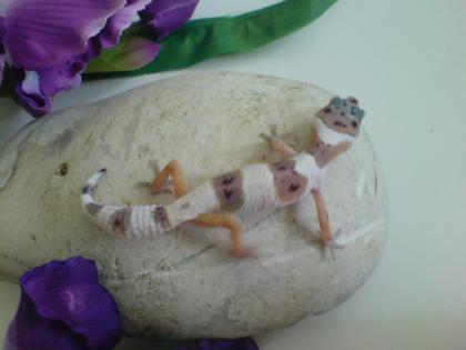 Verkaufe Leopardgecko NZ-2010+Adulte, www.reptilien-zuhause.cms4people.de