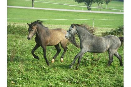 Gold-buckskin farbener Welsh B Hengst 3,5j. 142Stockm. PAPIERE