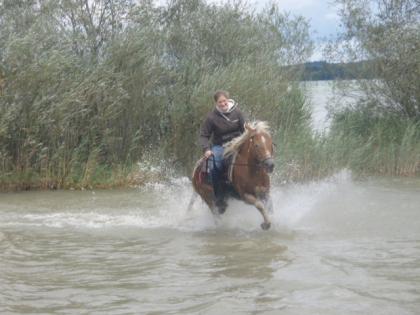 Sport Araber-Haflinger Wallach 4,5j. flottes pferd 