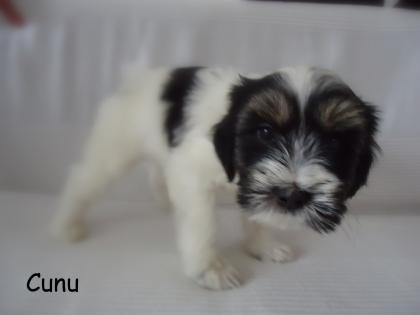 Unsere Tibet Terrier  suchen ein neues Zuhause