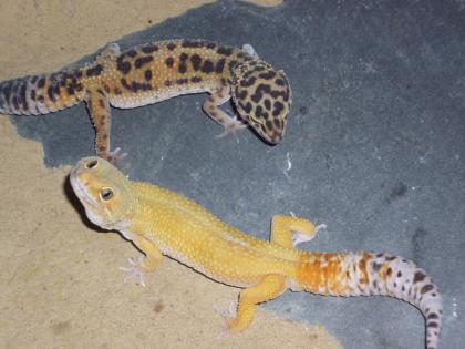 2 Leopardgeckos m&w mit Terrarium ExoTerra 90 x 45 x 60 cm / 36  x 18  x 24  (Wx