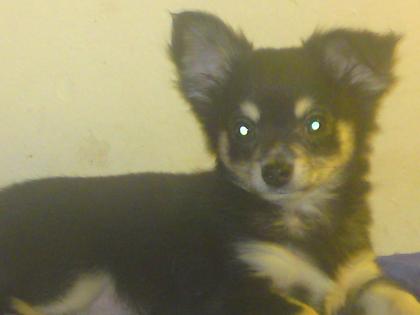 Chihuahua Welpen Laghaa