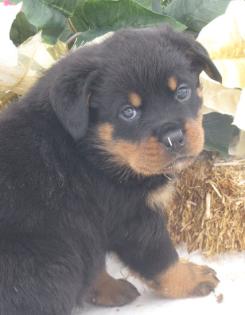 Rottweiler Welpen