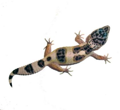 Leopardgeckos abzugeben