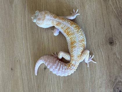 2 Leopardgeckos weiblich (dringend)