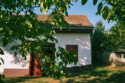 Weinberg in Boly-Ungarn