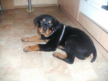 Königs Rottweiler Welpe Apollo