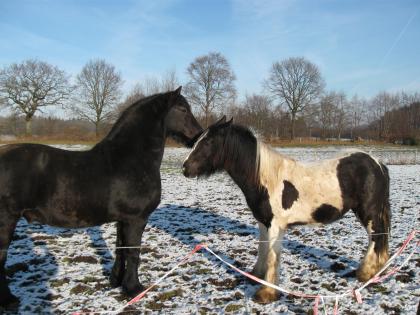 Irish Cob Hengst, 2 Jahre