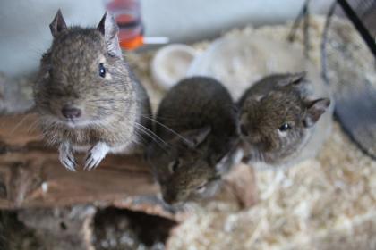 3 süße Degu-Mädchen suchen ein neues Zuhause