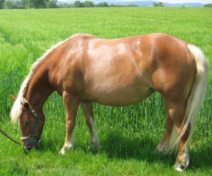 Haflinger Stute sucht Pflegerin