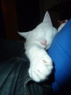 Kater Knut sucht ein zu Hause