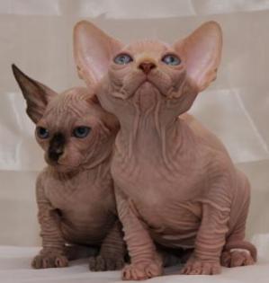 Kanadischer Sphynx 