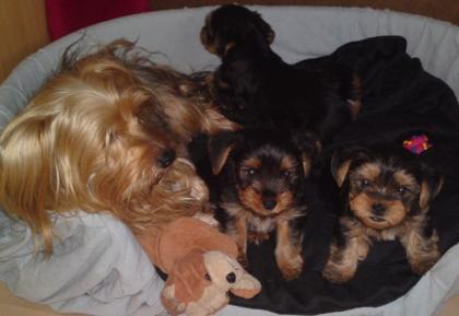 Yorkshire Terrier Welpen zuverkaufen