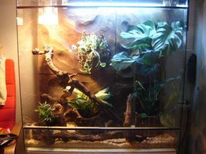 2 Kornnattern inkl. Terrarium