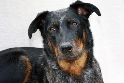 Beauceron Welpen harlekin und noir et feu Wurfplanung April2021