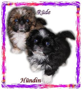 Shih Tzu Mixwelpen