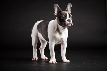 Franz. Bulldogge, Wunderschöner Rüde in blau-weiß