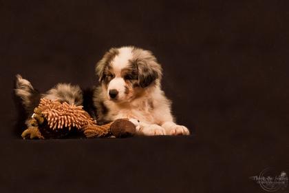 Australian Shepherd Welpen. Aussies for ever