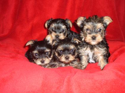 Yorkshire Terrier Welpen VDH/1.DYC zu verkaufen