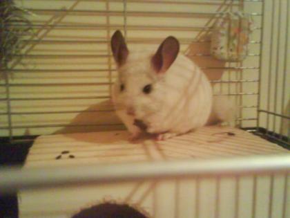 Süsses chincilla pärchen zu verkaufen