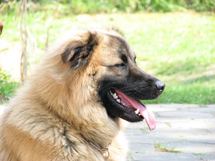 Lieber 3 1/2 jähriger Husky-Retriever Mix abzugeben