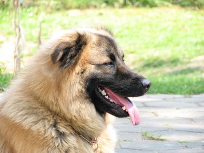 Lieber 3 1/2 jähriger Husky-Retriver Mix sucht neues Zuhause