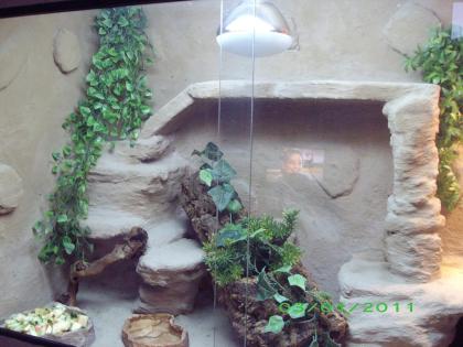 Voll ausgestattetes Holzterrarium mit Bartagamenpärchen