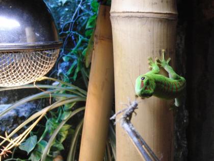 Großer Taggecko (Phelsuma mad. grandis high red) Nz 08/2021