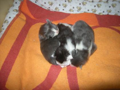 Maine Coon Kitten