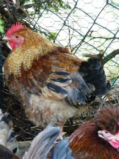 Wunderschöner junger Hahn abzugeben