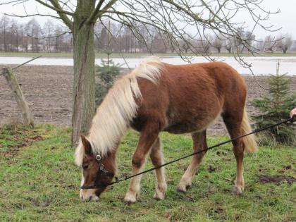 18 monatige Haflinger-Schwarzwälder Stute