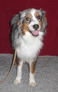 Mini Aussie Zucht - All Northern Star