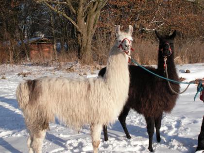 2 Lama Buben zu verkaufen - Wallache